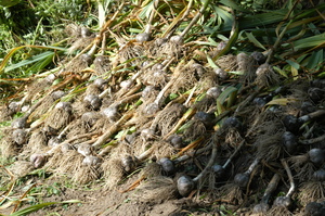 Garlic-harvest.JPG